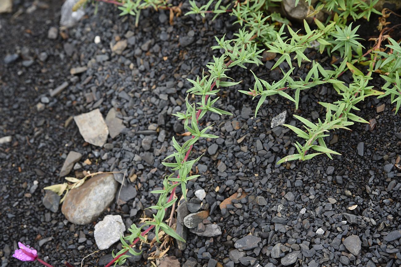 Image of Chamaenerion colchicum specimen.