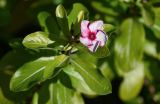 Catharanthus roseus. Верхушка побега с цветком. Марокко, обл. Фес-Мекнес, г. Фес, в культуре. 04.01.2023.