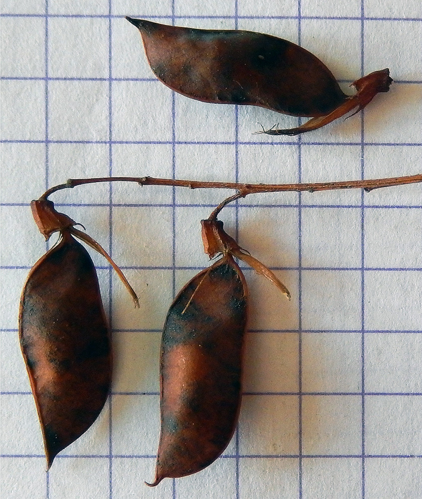 Image of Vicia cassubica specimen.