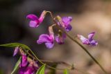 Lathyrus vernus. Соцветия. Адыгея, Майкопский р-н, окр. пос. Каменномостский, широколиственный лес. 02.04.2023.