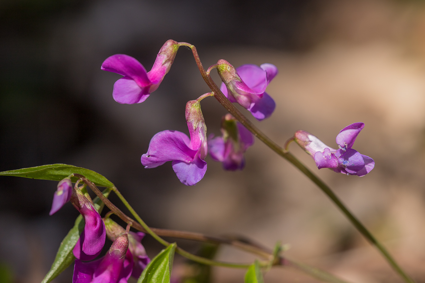 Image of Lathyrus vernus specimen.