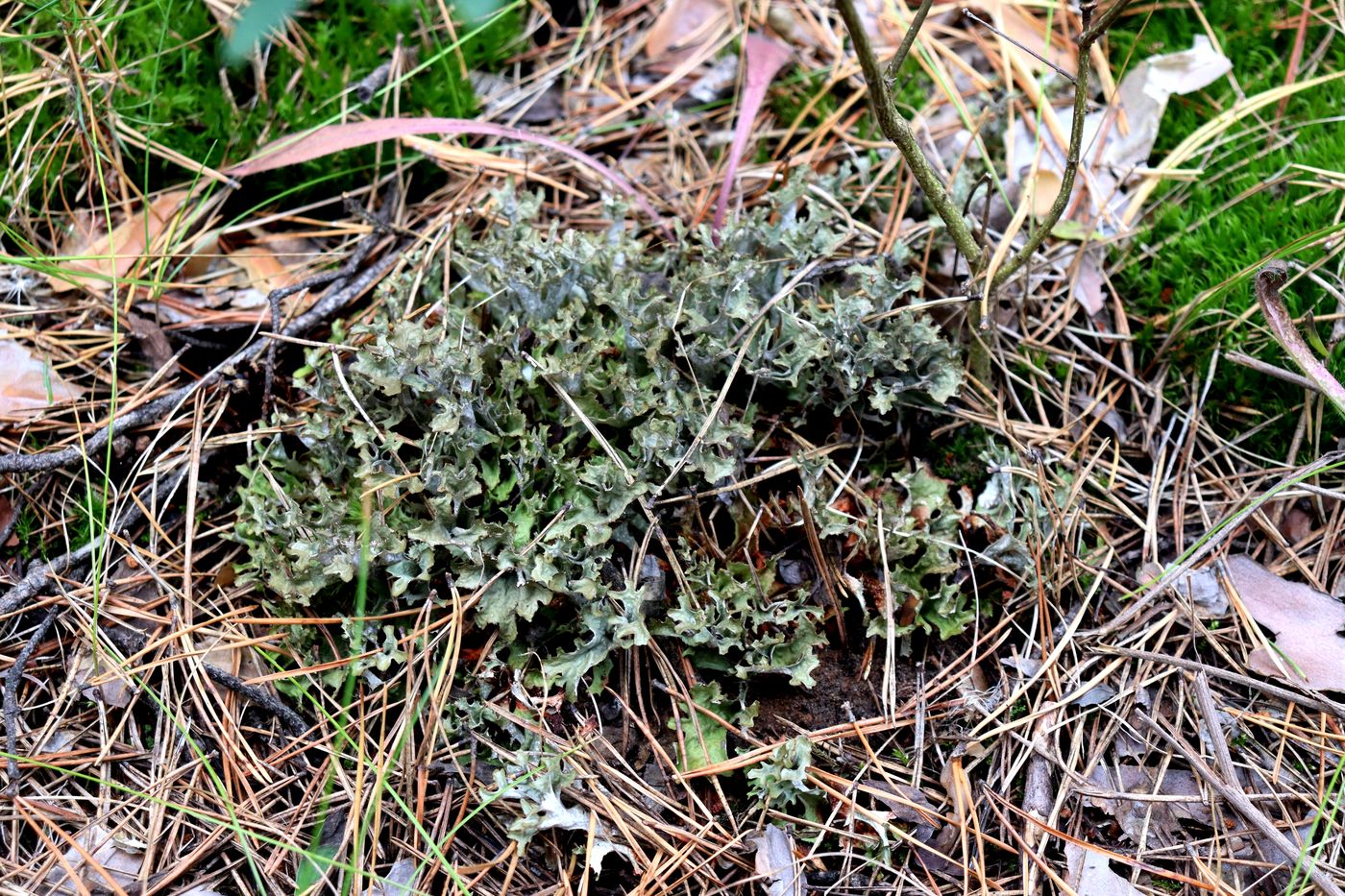 Image of Cetraria islandica specimen.