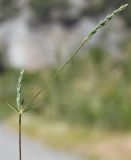 Crucianella imbricata