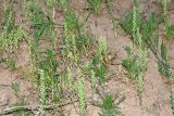 Alyssum stenostachyum