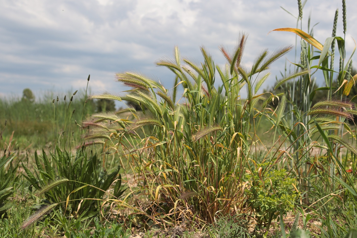 Изображение особи Hordeum leporinum.