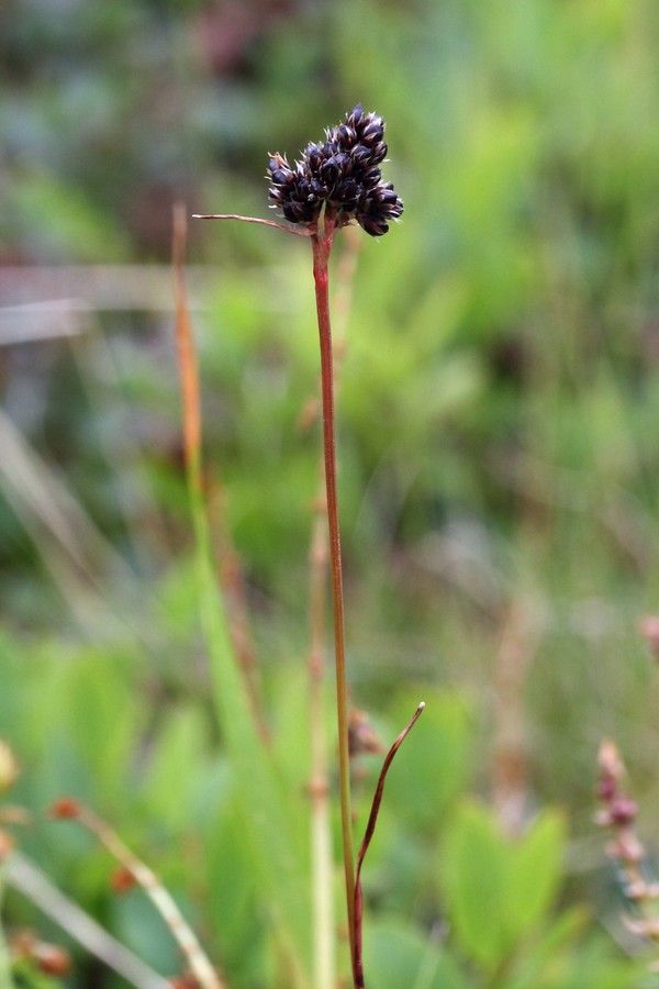 Image of Luzula multiflora ssp. frigida specimen.