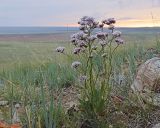 Limonium flexuosum. Плодоносящее растение. Забайкальский край, Ононский р-н, окр. оз. Зун-Торей, гора Куку-Хадан, горная степь. 26.06.2022.