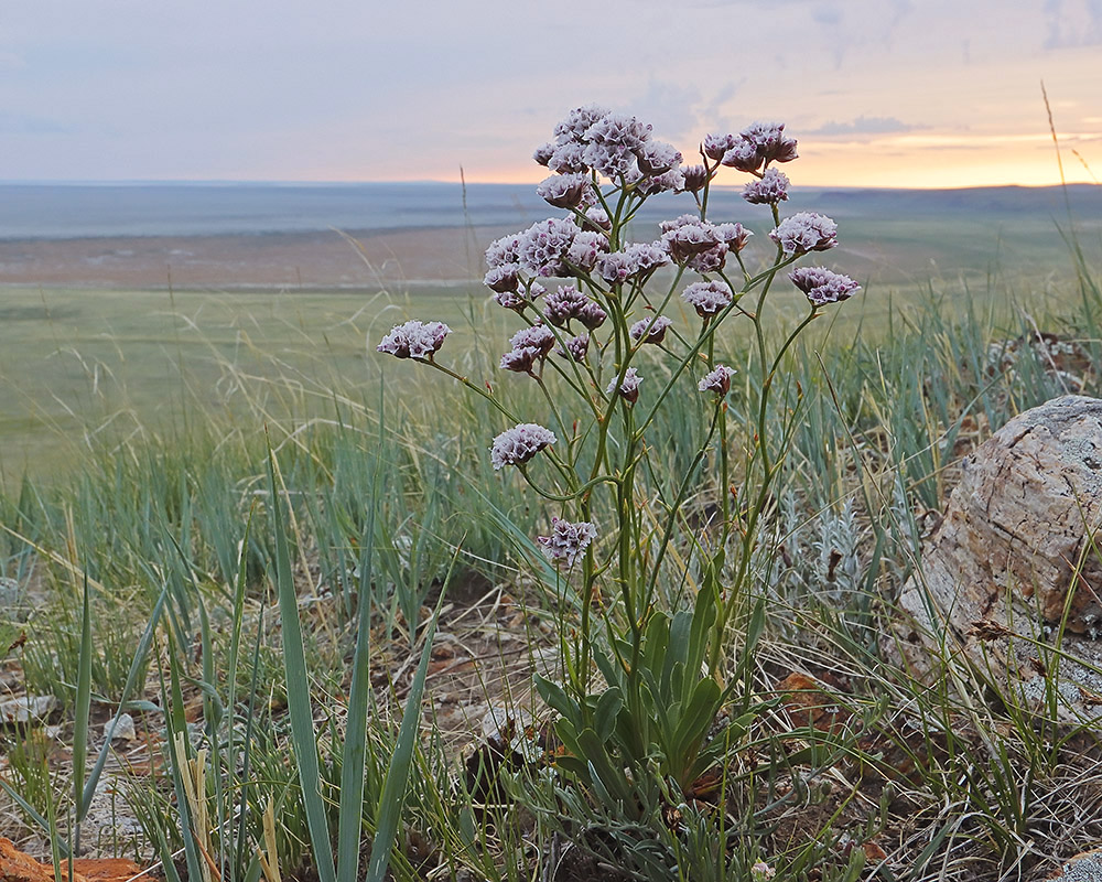 Image of Limonium flexuosum specimen.