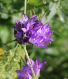 Campanula glomerata