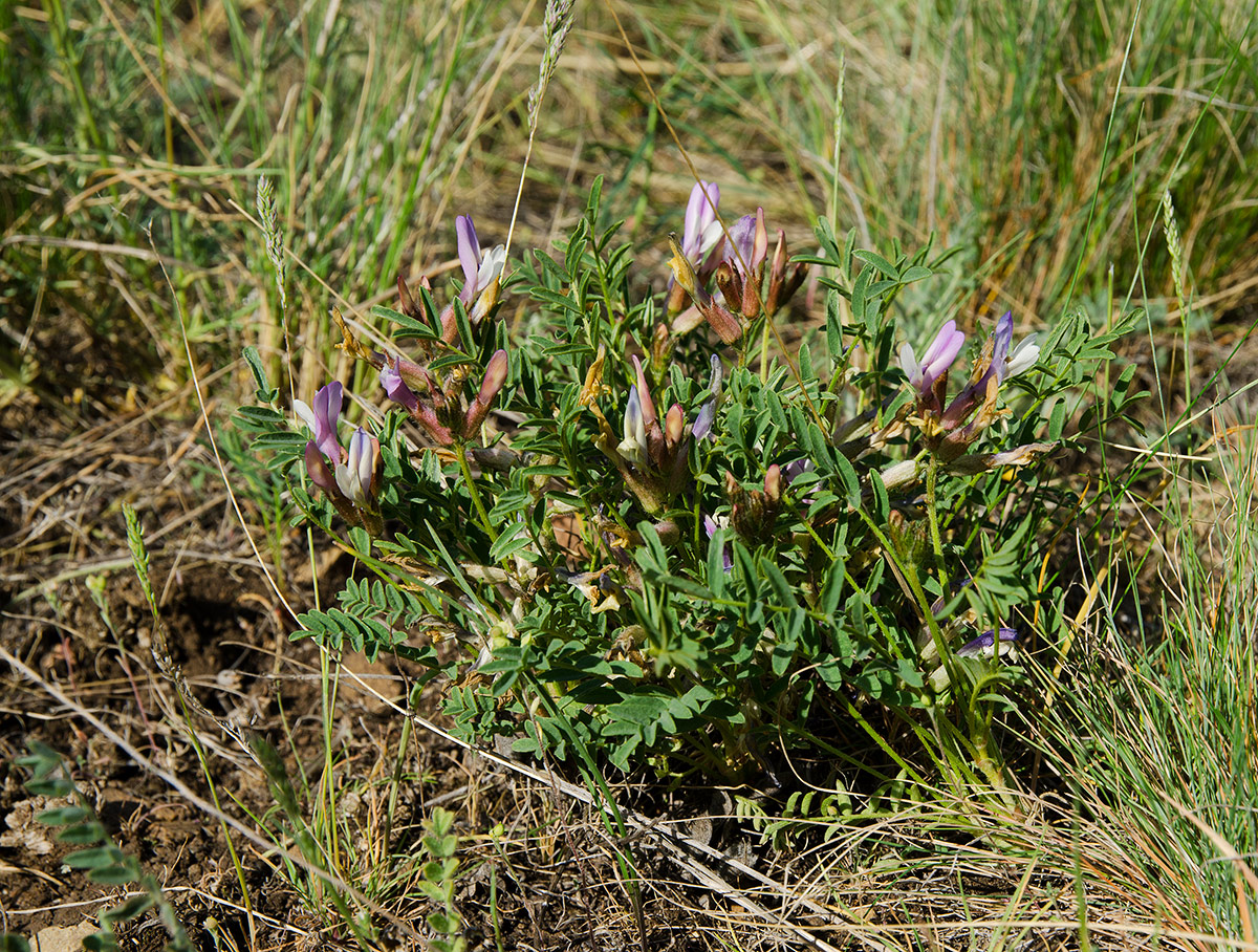 Изображение особи род Oxytropis.