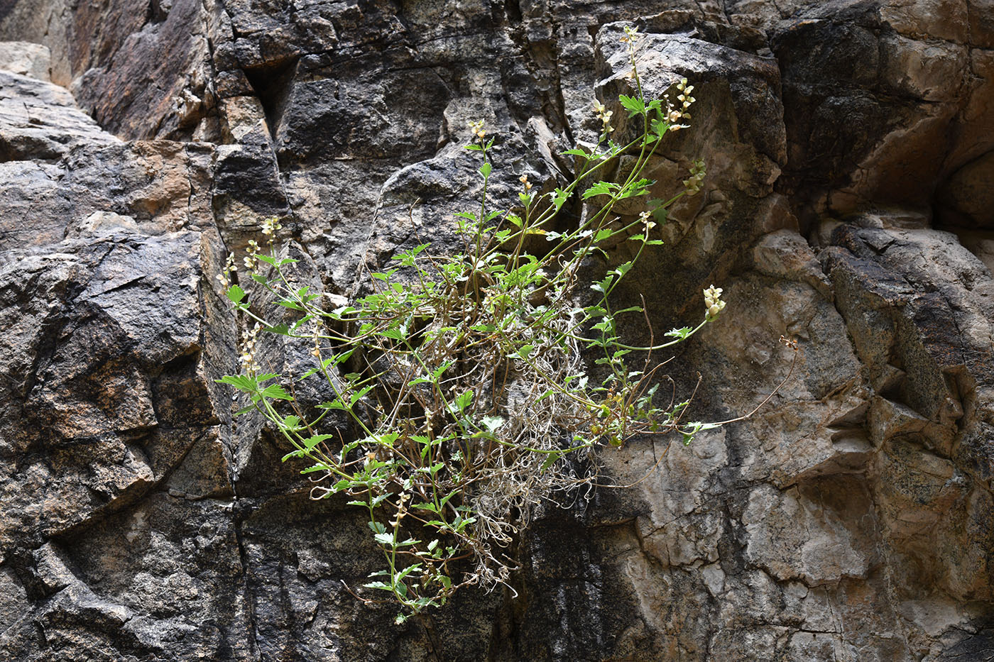 Image of Scutellaria transiliensis specimen.