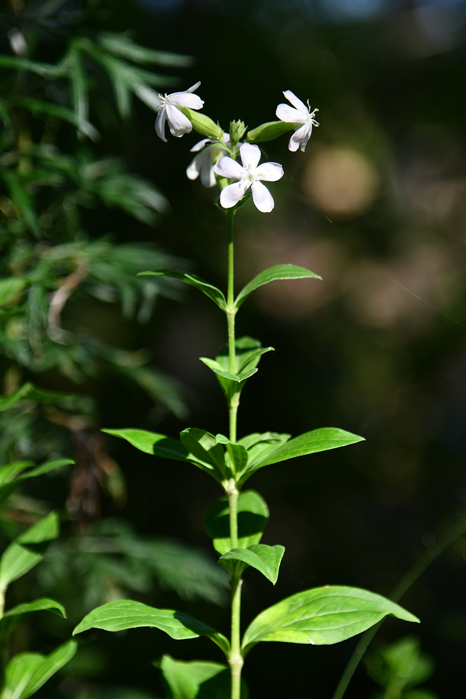 Image of Saponaria officinalis specimen.