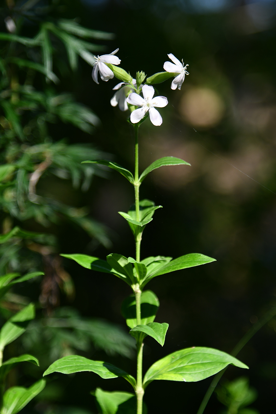 Изображение особи Saponaria officinalis.