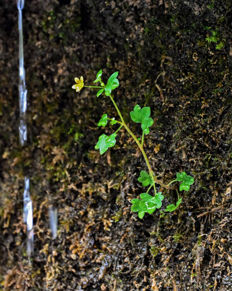 Изображение особи Saxifraga cymbalaria.