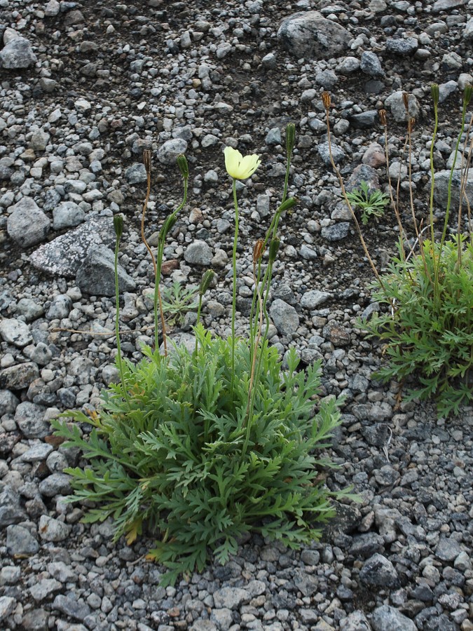 Image of Papaver lapponicum specimen.