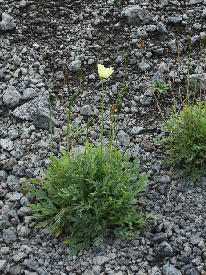 Изображение особи Papaver lapponicum.