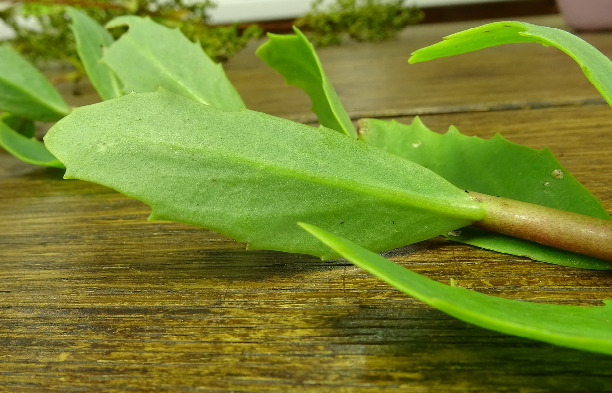 Image of Hylotelephium triphyllum specimen.