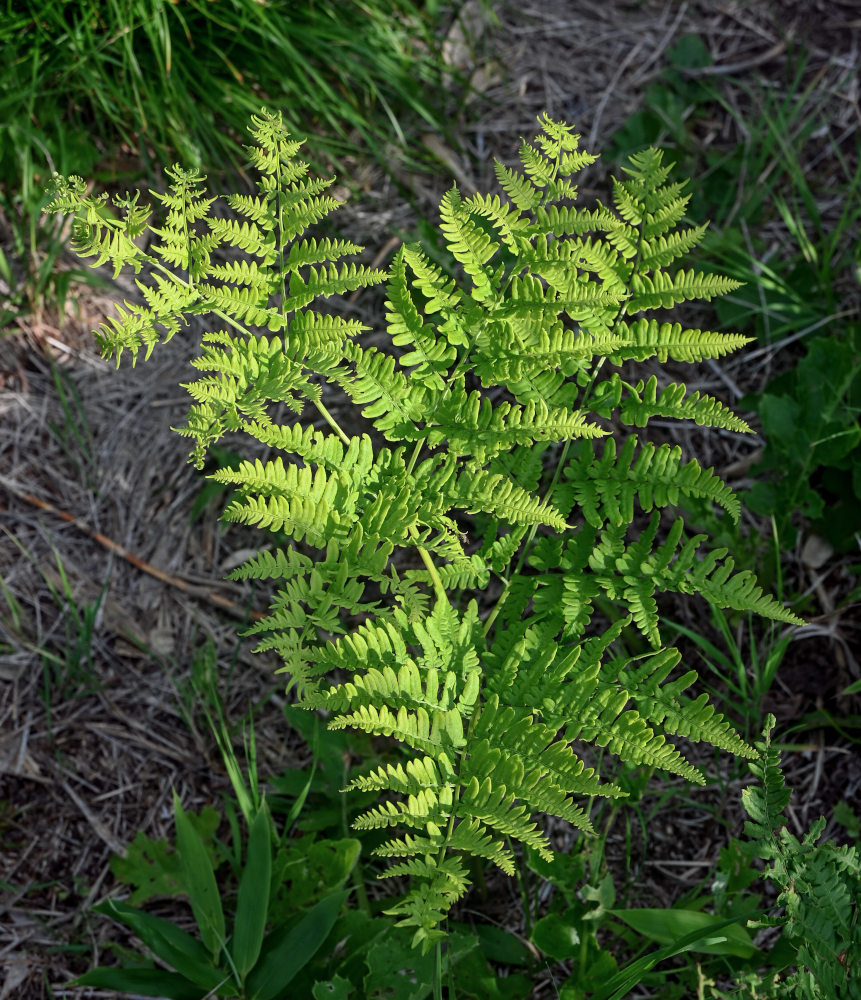 Image of genus Pteridium specimen.