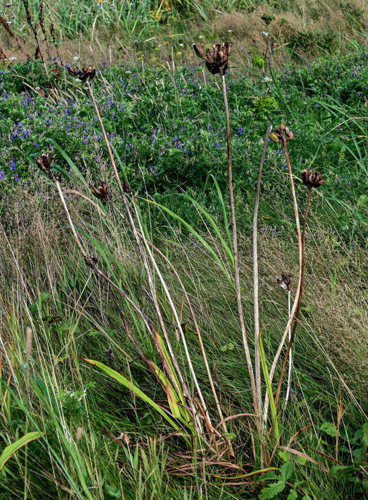Image of Hemerocallis middendorffii specimen.