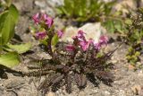 Pedicularis nordmanniana. Цветущее растение. Карачаево-Черкесия, Карачаевский р-н, Большой Кавказ, правый борт ущелья Кичкинекол, долина реки Таллычат, западный склон хребта под перевалом Малый Кичкинекол, ≈ 2900 м н.у.м., частично задернованная каменистая россыпь. 22.07.2023.