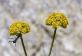 Bupleurum ranunculoides