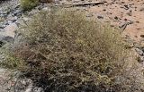 Pulicaria undulata. Отцветающее и плодоносящее растение. Египет, мухафаза Асуан, о-в Калабша, каменисто-песчаный пляж. 03.05.2023.