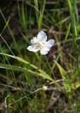 Parnassia palustris. Цветок. Республика Саха (Якутия), г. Якутск, ивняк у шоссе. 02.08.2023.