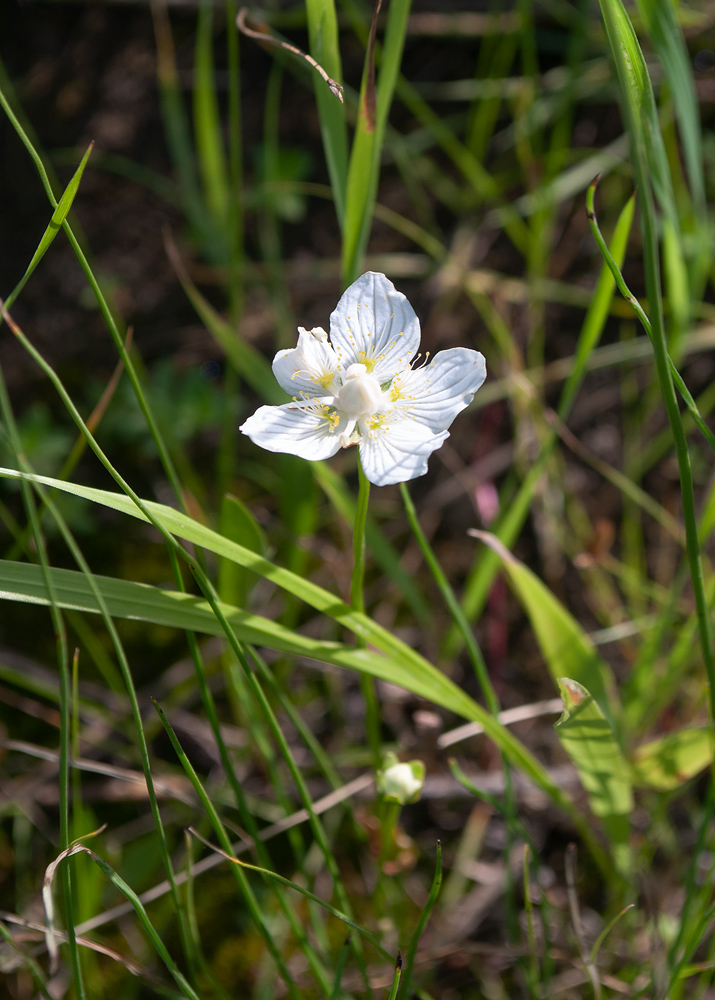 Изображение особи Parnassia palustris.