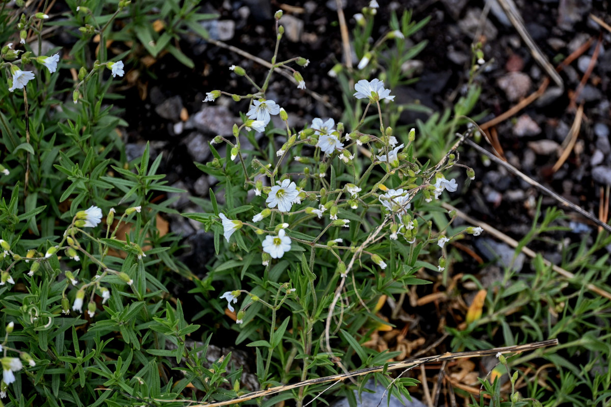 Изображение особи Cerastium arvense.