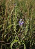 Veronica teucrium