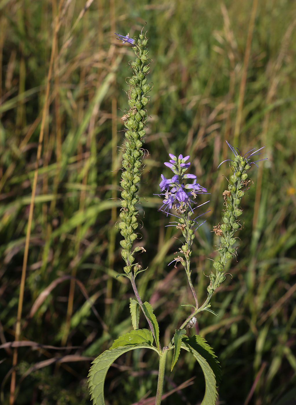 Image of Veronica teucrium specimen.