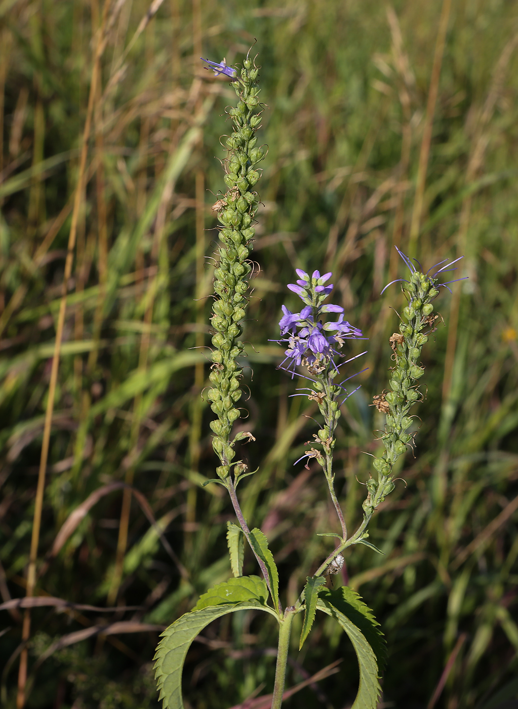 Изображение особи Veronica teucrium.