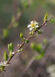 Spiraea hypericifolia. Верхушка веточки расцветающего растения. Казахстан, Восточно-Казахстанская обл., Глубоковский р-н, окр. с. Кожохово, закустаренная степь. 06.05.2023.