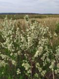 Spiraea hypericifolia. Верхушки цветущих ветвей. Самарская обл., Похвистневский р-н, западный склон горы Копейка, степь. 03.05.2023.