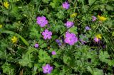 Geranium albanum. Верхушки цветущих растений (рядом видны цветущие Ranunculus). Дагестан, Магарамкентский р-н, Самурский лес, опушка широколиственного леса. 05.05.2022.