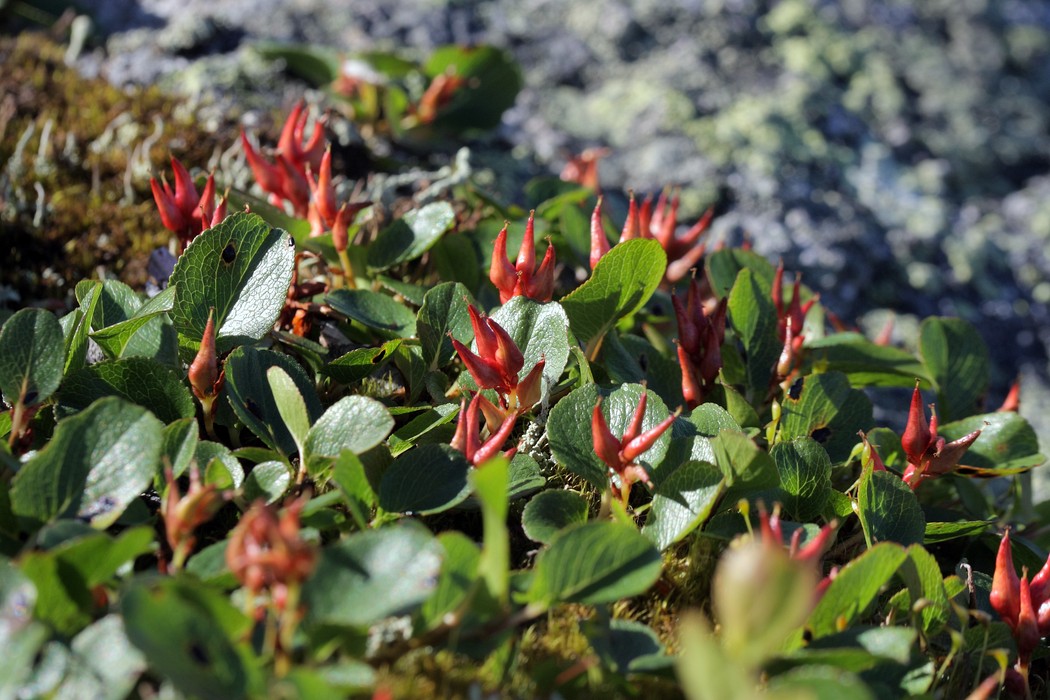 Изображение особи Salix herbacea.