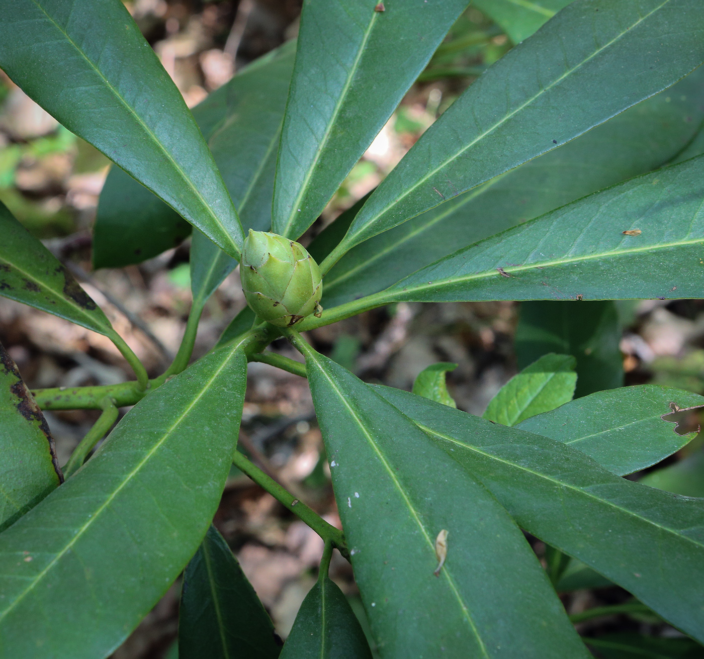 Image of Rhododendron ponticum specimen.