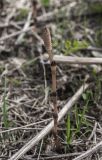 Equisetum arvense