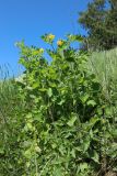 Chelidonium majus. Цветущее растение в сообществе с Urtica dioica (побеги на переднем плане). Беларусь, Витебская обл., Лепельский р-н, агрогородок Камень, гора Церковка, склон южн. экспозиции, суходольный луг. 03.05.2024.