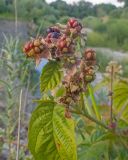 Rubus caesius. Верхушка веточки с незрелым соплодием. Краснодарский край, Крымский р-н, окр. станицы Неберджаевская, долина р. Неберджай, на кромке обрыва высокого берега реки. 27.06.2024.