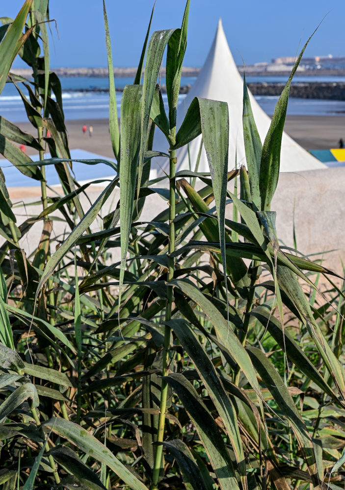 Image of Arundo donax specimen.