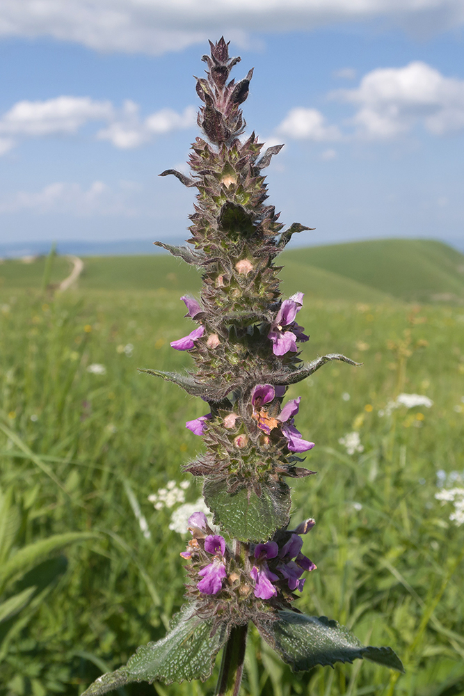 Изображение особи Stachys balansae.