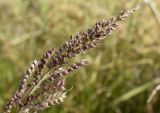 род Echinochloa. Верхушка соплодия. Испания, Каталония, пров. Жирона, комарка Баш Эмпорда, муниципалитет Тороэлья-де-Монгри, дельта р. Тер, заливное поле, сорное в посевах Oryza sativa. 21.10.2024.