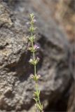 Micromeria myrtifolia. Соцветие. Турция, пров. Анталья, р-н Кумлуджа, вдхр. Алакыр, высокий каменистый берег, сосновый лес (с Pinus brutia). 31.05.2024.
