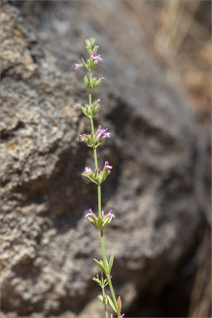 Изображение особи Micromeria myrtifolia.