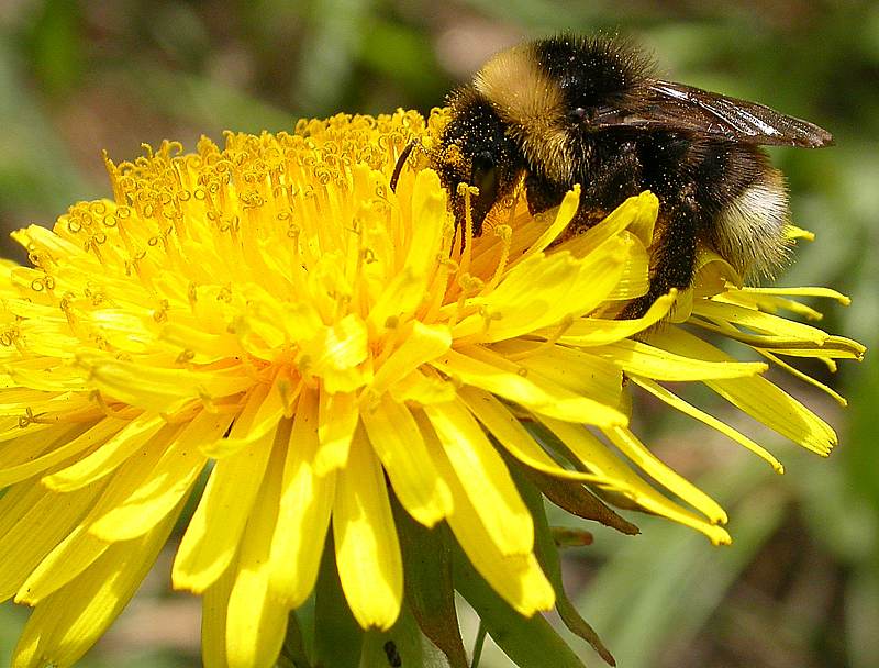 Изображение особи Taraxacum officinale.