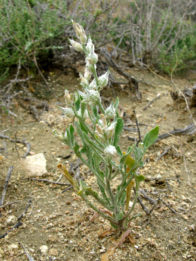 Image of Lachnoloma lehmannii specimen.