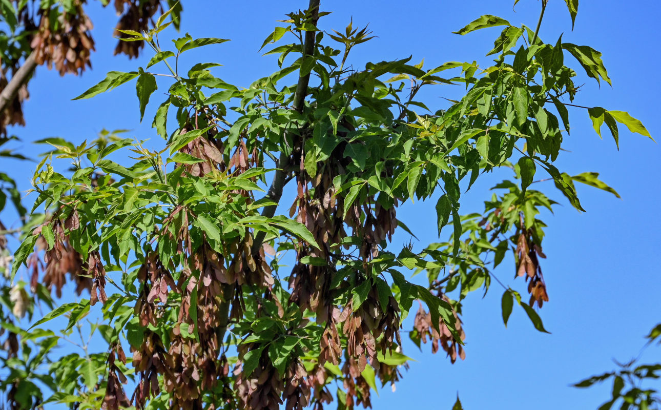 Image of Acer negundo specimen.