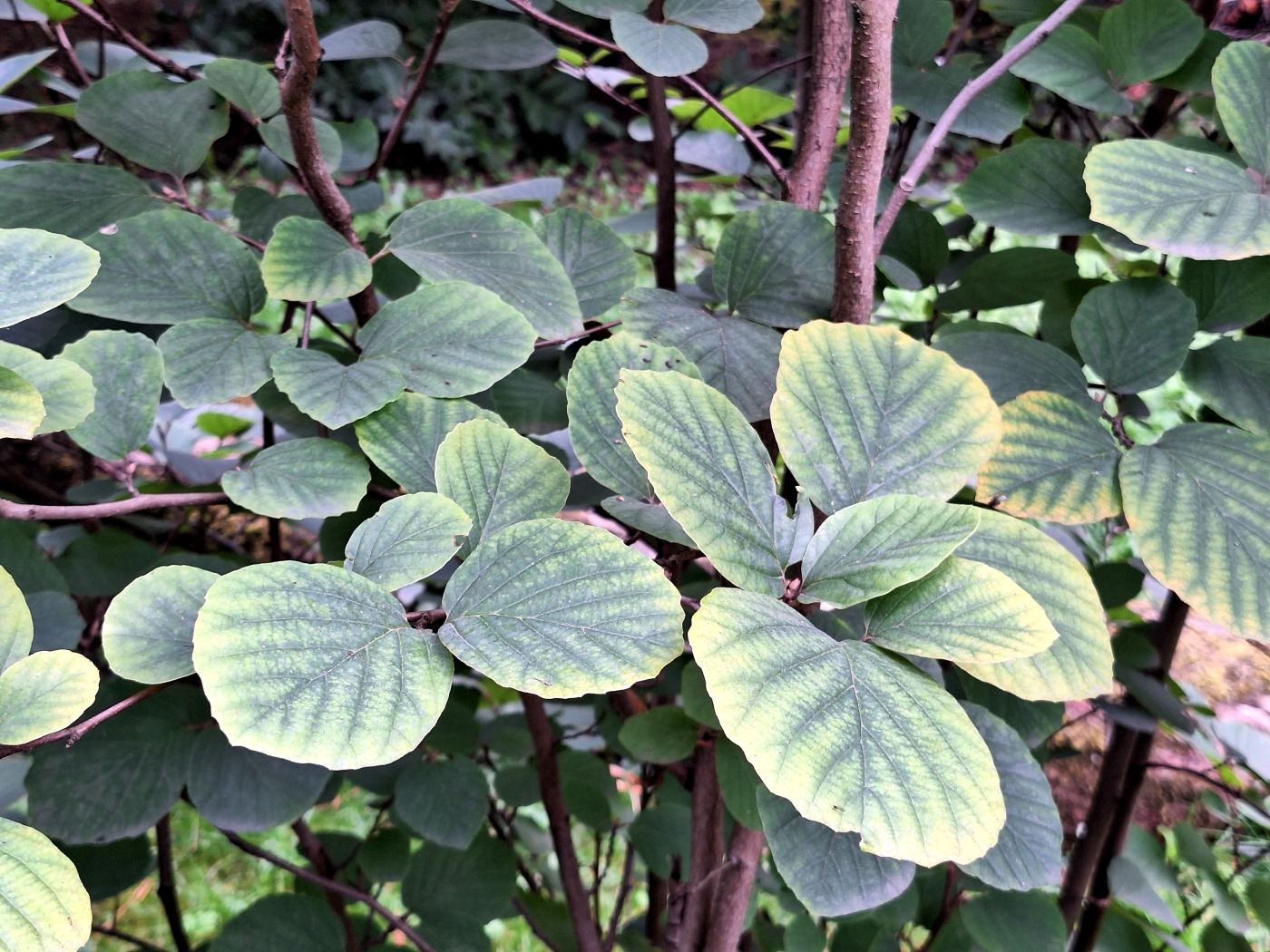 Image of Fothergilla major specimen.