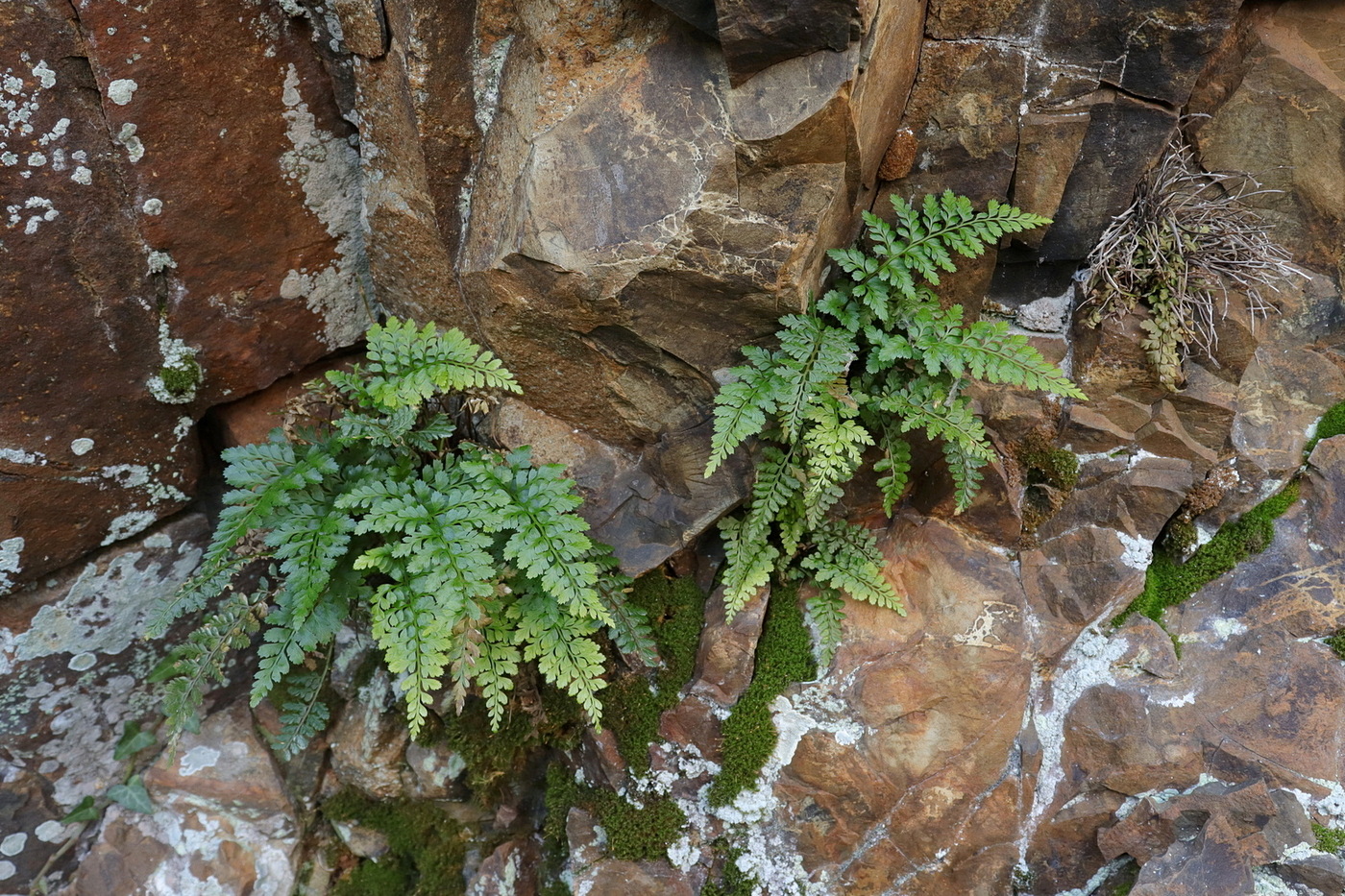Image of Asplenium billotii specimen.